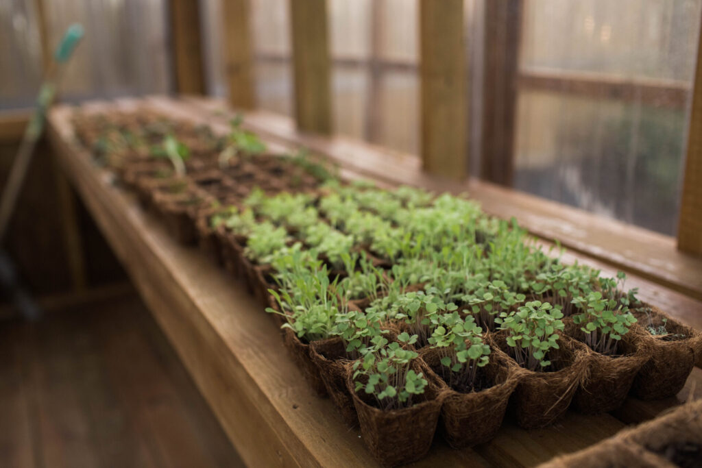 Seedlings for Garden